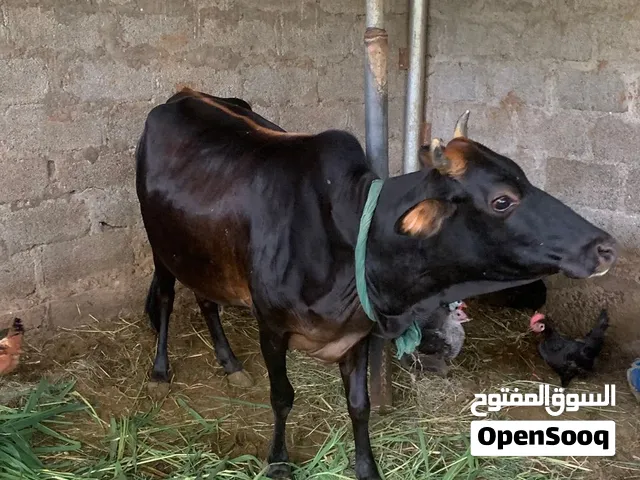 ابقار محلية للبيع