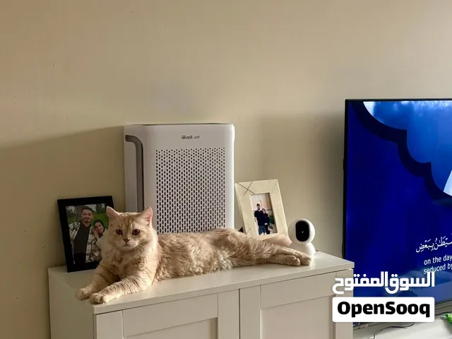 قط في الشارقة للتبني شرط مخافة الله فيه