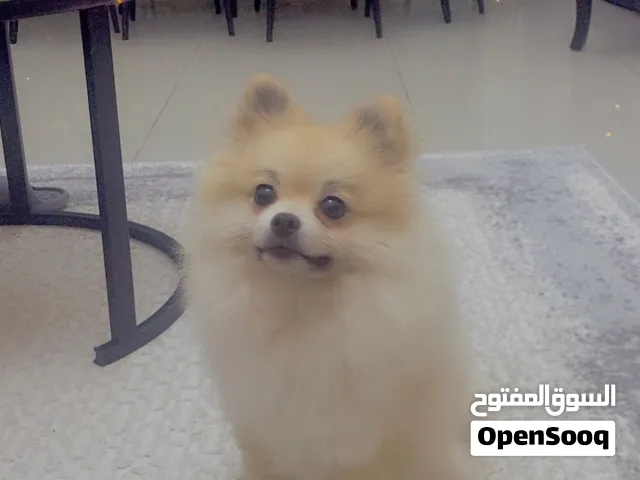 كلب بوميرينيان ذكر – عمره 8 أشهر �