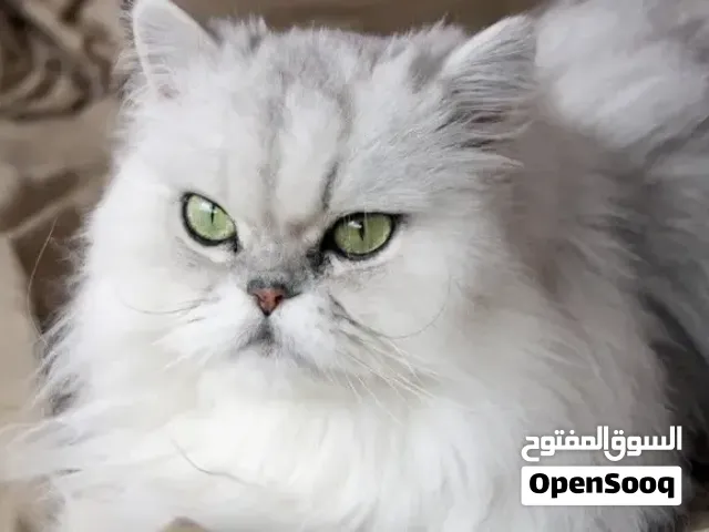 احتاج ذكر شيرازي لغرض التزاوج فقط