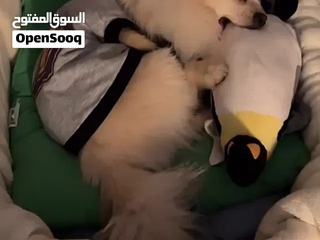 كلب للبيع المستعجل بسبب السفر