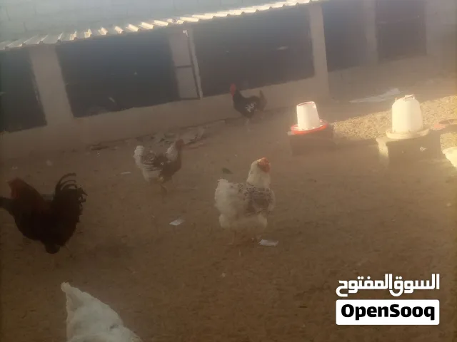 كوبيا ون دوت