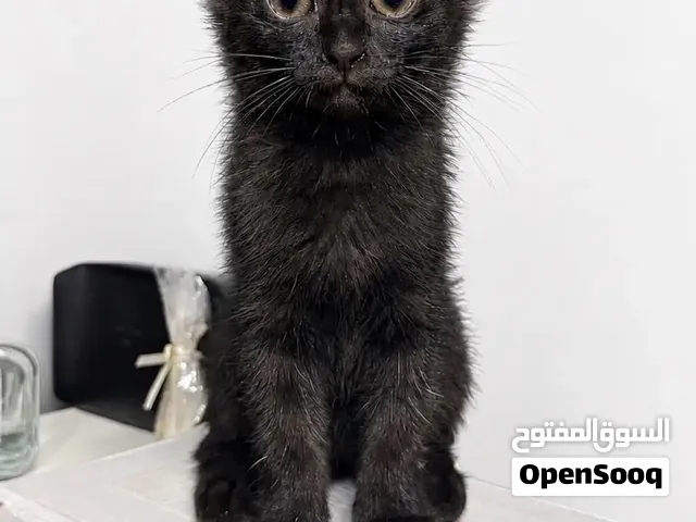 قطه سوداء صغيره