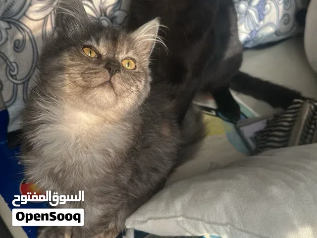 قطط ذكور   (للتزاوج فقط)   (مطعمين وماشاء الله بصحة جيدة) (فالمعبيلة الجنوبية)
