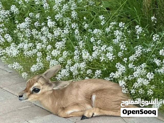 غزال ذكر العمر 8 شهور صحتة ممتازة