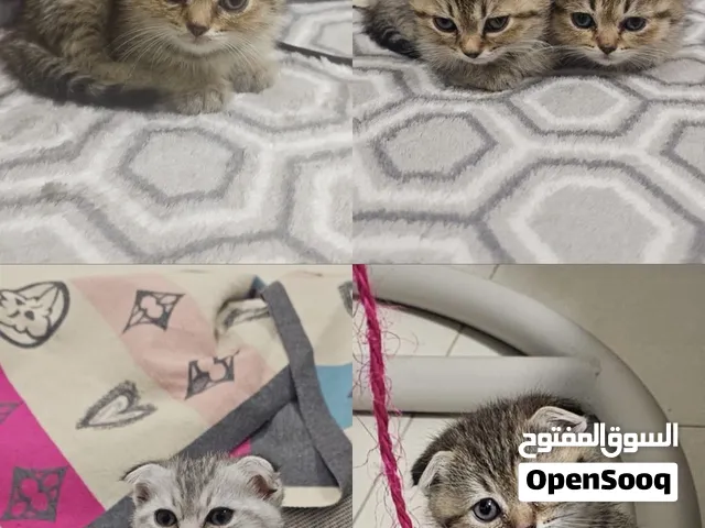 سكوتش دبل فولد كيتن 50 يوم Scottish double fold kittens 50 days old