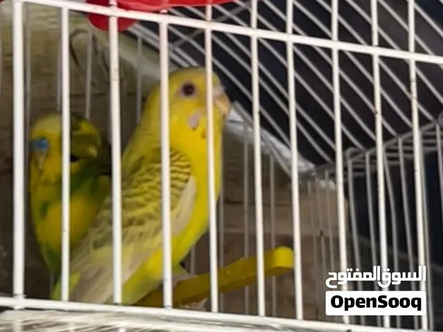 طيور حب عين حمره
