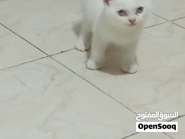 قطط صغيرة عمرها شهرين