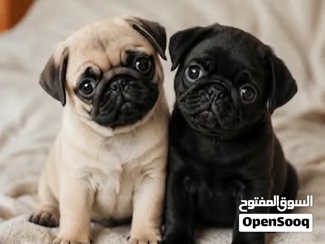 جراء بيغ Pug  مستوى عالمي من الطف الكلاب بسعر مناسب جدا