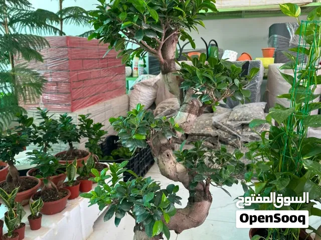 نباتات واشجار داخليه ظل