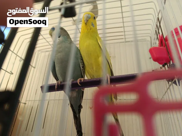 جوز عصافير استرالي معاهم زغلولين للبيع