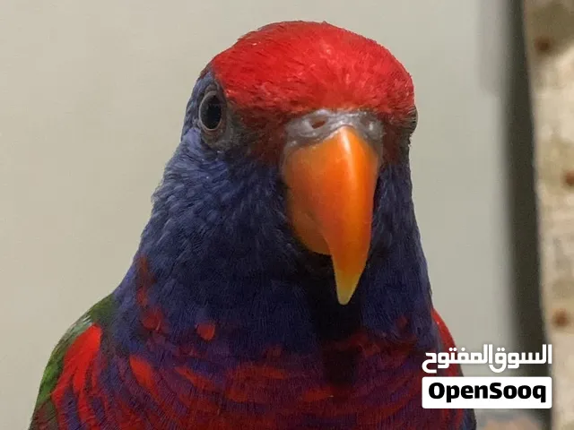 للبيع لوري هجين و متكلم اليف جداً