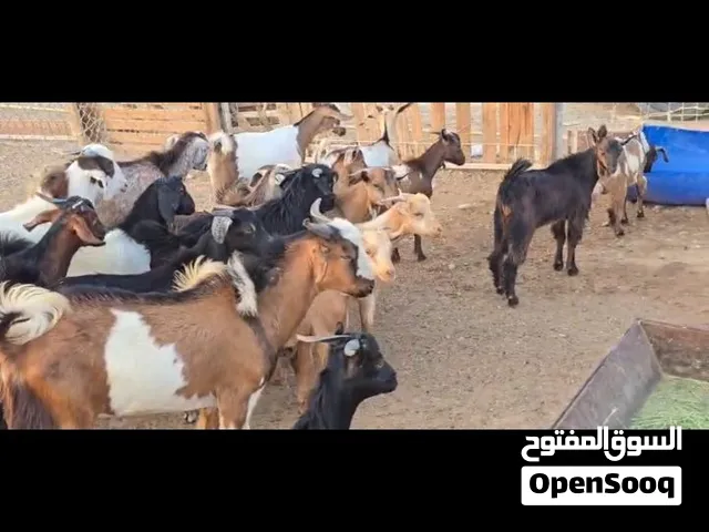 للبيع ذبايح  تيوس