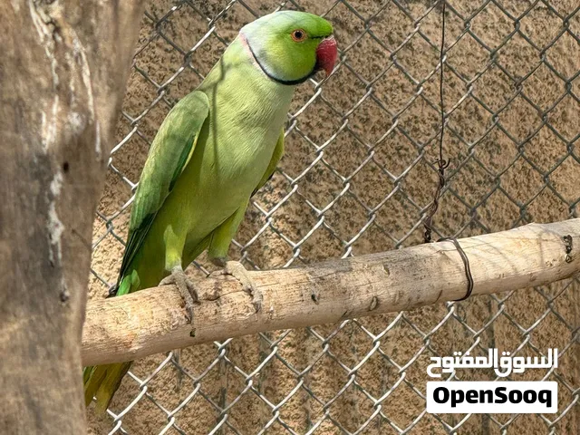 زوج درة للبيع