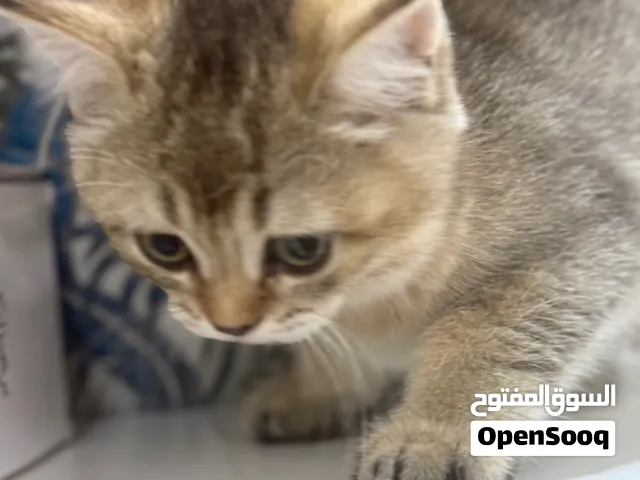 قطط صغيره وكبيره وجميله للبيع عددها عشره