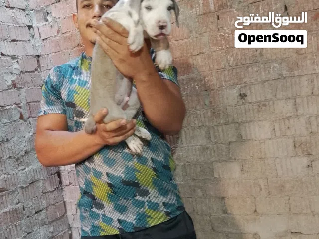 جراء جريت دان الكلب الملكي الدنيماركي