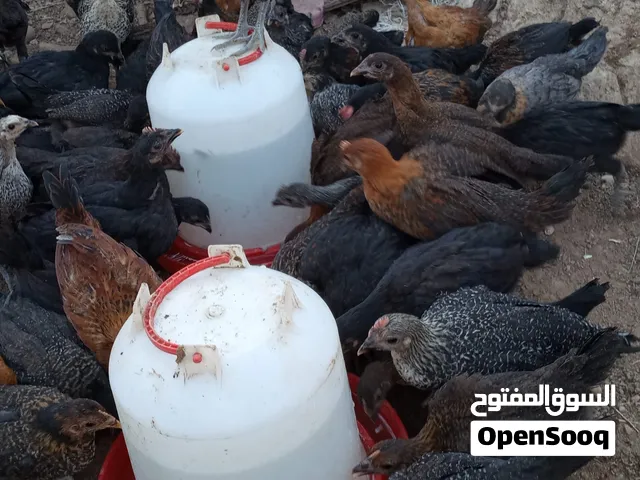 فراخ بلدية العدد650