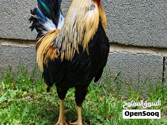 ديج عربي اصلي