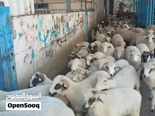 خرفان روماني  عقائق نذر جميع اوزان