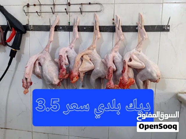 زغاليل وديوك للذبح وبطة وفحل كنق ألماني وتنك حديد للحمام في عمان جاوا
