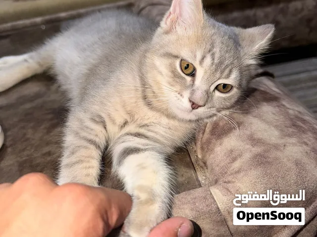 قط شيرازي صغير
