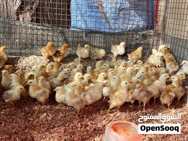 صيصان الفرنسي البيور الاحمر والابيض