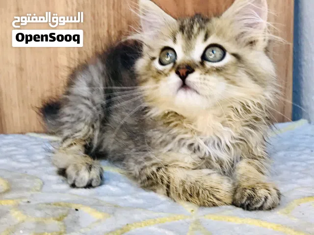 Scottish longhair tabby