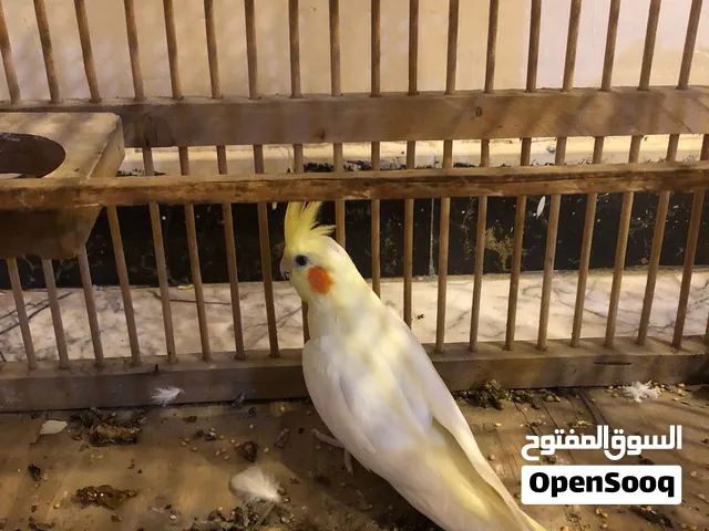 نثيه كوكتيل عيون حمر السعر 35