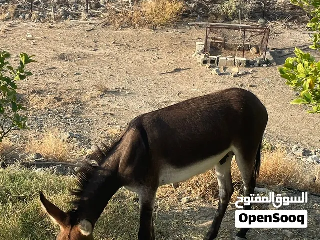 حمار طيب وأموره طيبه وهدي بيعه مستعجله