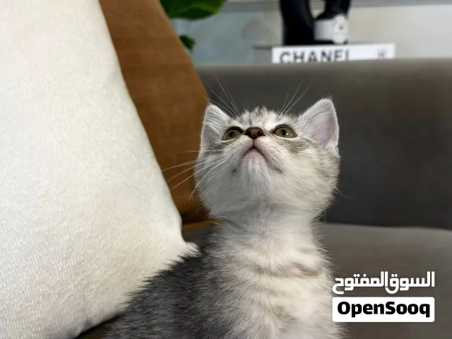 قطط من ام شيرازي واب سكوتش فولد