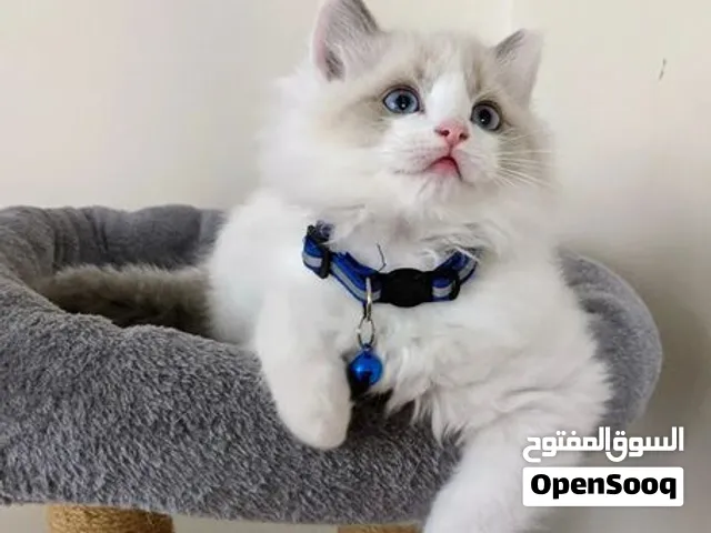 Ragdoll kittens for sale to a nice and loving family