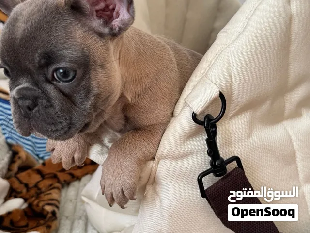 فرنش من الالوان النادره والمميزه  ومستوى عالي