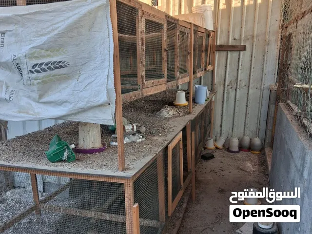 للبيع قفصين ب 40 دينار