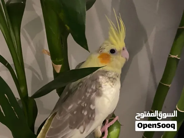 كروان بيرل جميل ريشه كامل