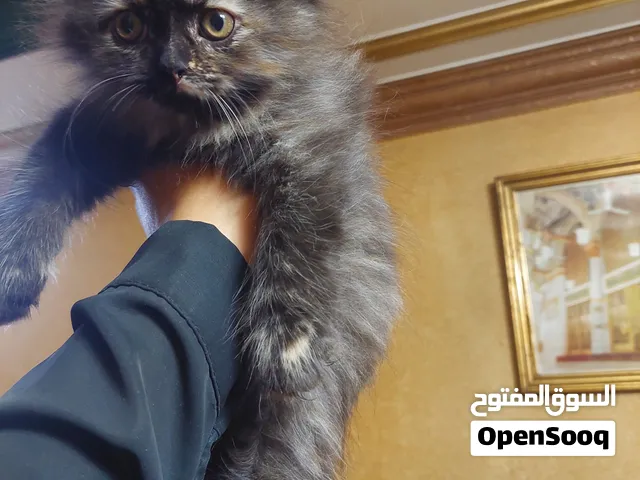 بنوته شيرازي مون فيس لون بني غامق مميز وشعر كثيف وطويل عمرها 60 يوم ،تربيه بيتي ونضيفه جدا