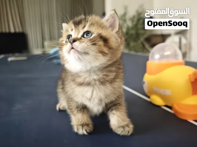 Pure British short hair male kittens