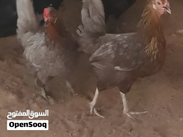للبیع بجمله و مفرق