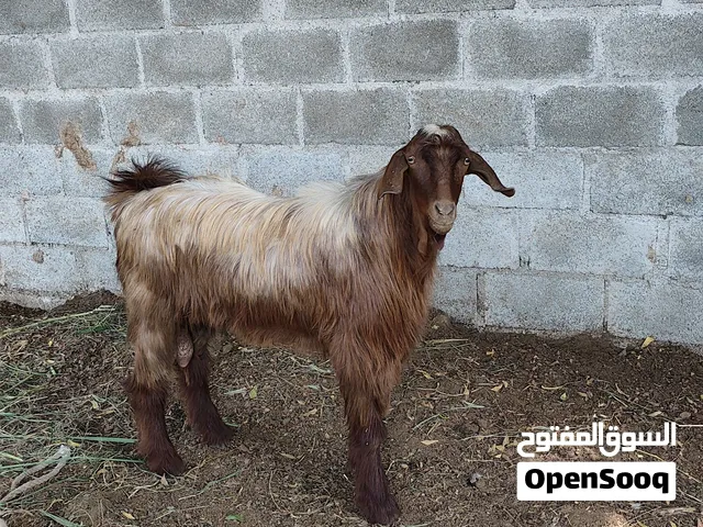 تيس العمر سنه 6اشهور 145