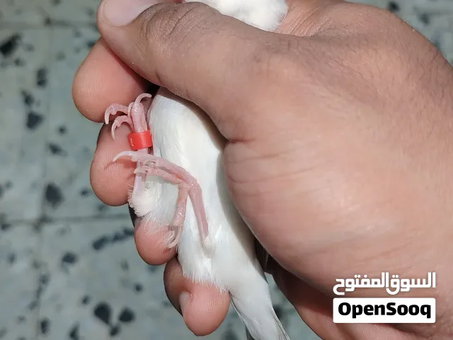 السلام عليكم ورحمة الله وبركاته تابعو واصف الإعلان إخوة
