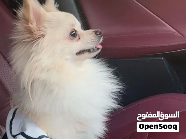 كلب كيوت ومتعلم