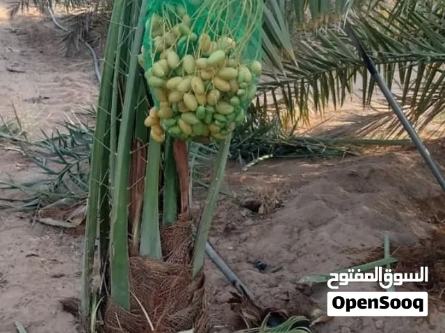 نخيل مثمر للبيع