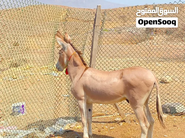 حمار للبيع