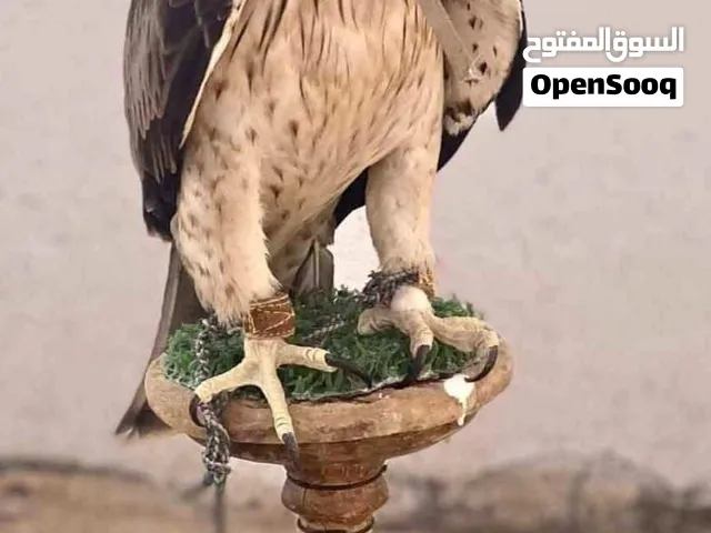 JdjehejFares