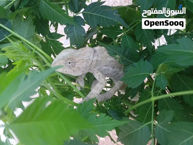 حرباه حرباء