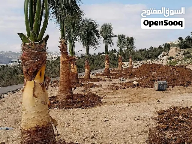 نخل مثمر نخيل مثمر نخيل برحي نخل واشنطونيا مجهول برحي زينه