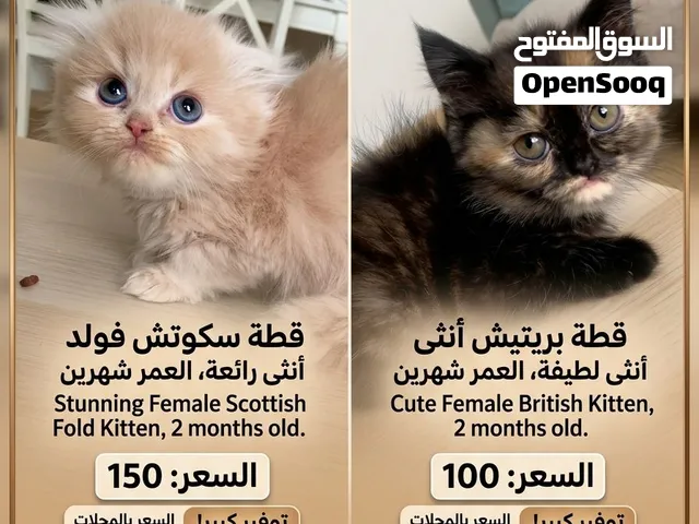 كيتن كيوت (سكوتش فولد وبريتيش) بسعر خيالي وبأعلى عناية - Adorable Kittens (Scottish Fold & British )