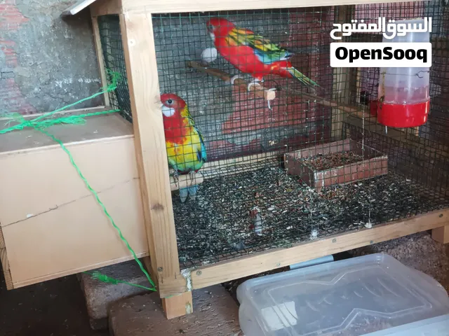 كوبيه روزيلا