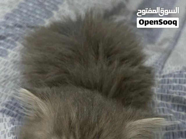 نثية شيرازية