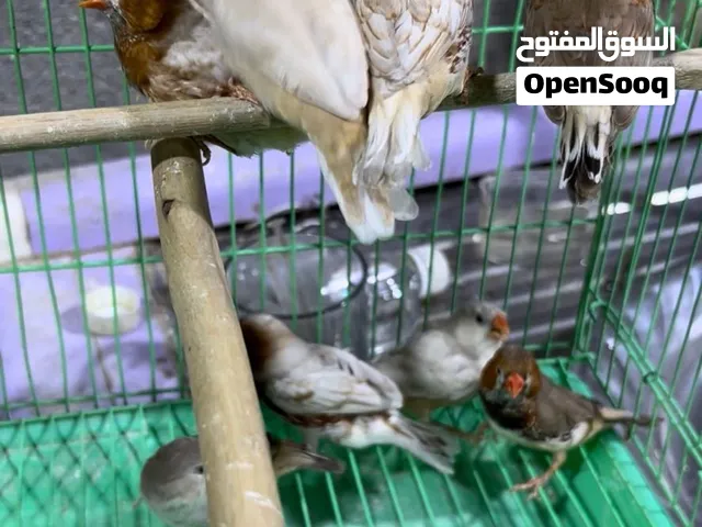 البيع فناجس هاف اورنج امايات
