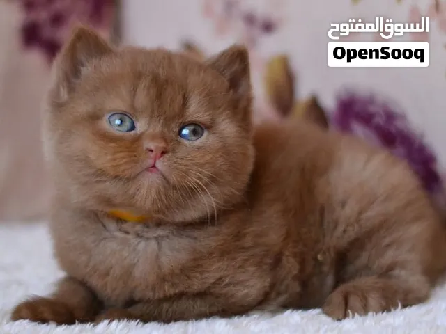 Adorable British Shorthair Kitten Available for new home male and female.